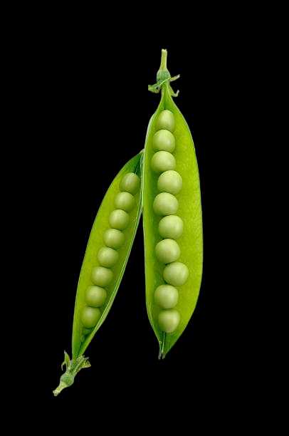 Vegetable Name in english and Hindi